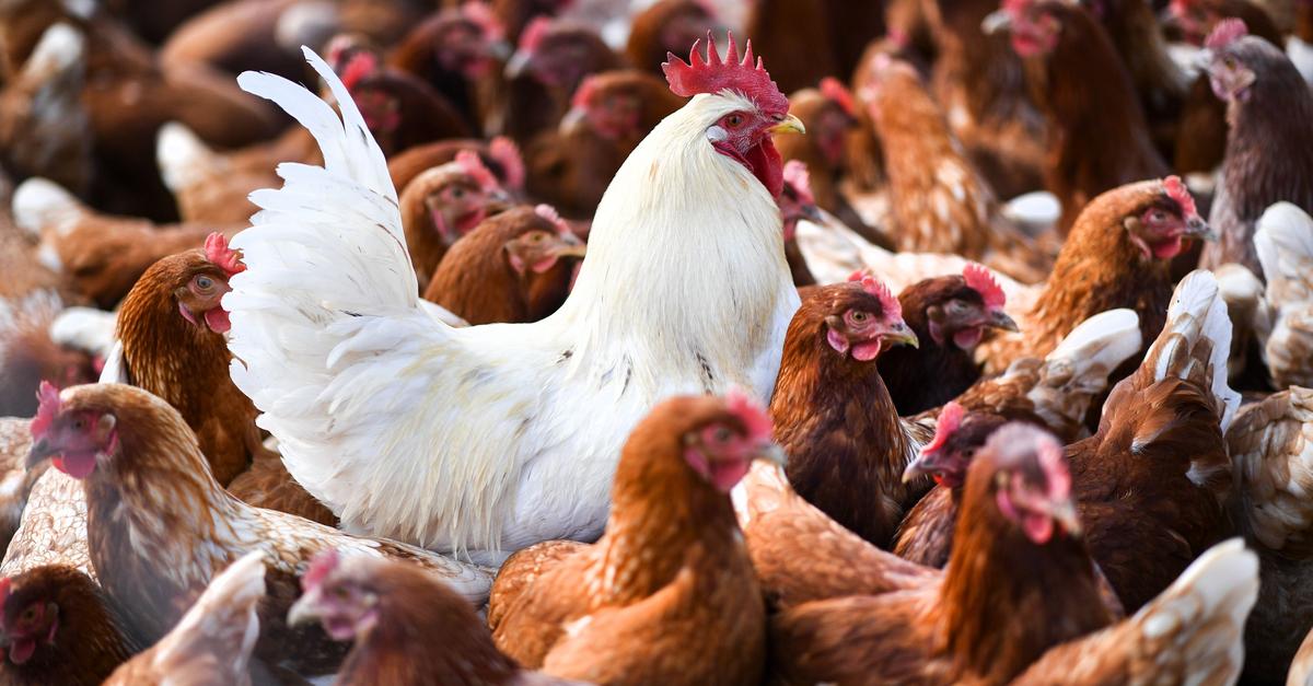 Conspiracy theory about BioNTech and bird flu goes viral