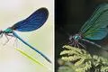 Die Kombo zeigt links ein Foto einer Blauflügel Prachtlibelle, fotografiert von Sebastian Hennigs. Rechts ist ein KI-generiertes Motiv, das auch eine Blauflügel Prachtlibelle darstellen soll, KI-generiert von Matthias Neumann. Das KI-Bild rechts ist fehlerhaft. Insekten haben beispielsweise nur sechs Beine.