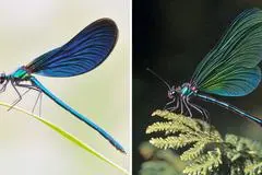 Die Kombo zeigt links ein Foto einer Blauflügel Prachtlibelle, fotografiert von Sebastian Hennigs. Rechts ist ein KI-generiertes Motiv, das auch eine Blauflügel Prachtlibelle darstellen soll, KI-generiert von Matthias Neumann. Das KI-Bild rechts ist fehlerhaft. Insekten haben beispielsweise nur sechs Beine.