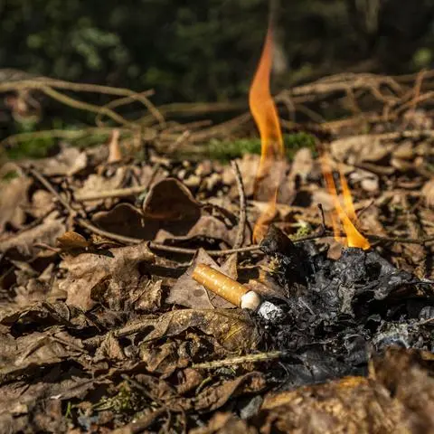 Mangelnde Niederschläge und die daraus resultierende Trockenheit sorgen für eine hohe Waldbrandgefahr.