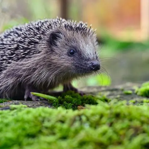 Igel werden von Mährobotern schnell übersehen. Bereits kleine Hautverletzungen können für die Tiere lebensbedrohlich sein.