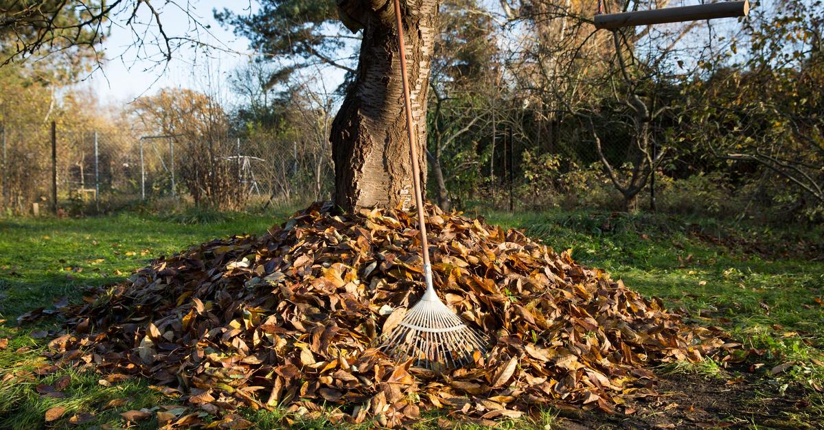 Kreis Groß-Gerau: Warum ein aufgeräumter Garten für Tiere zum Problem wird