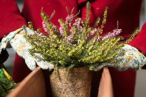 zimmerpflanze benjamin pflege Tipps zur Pflege deiner Pflanze : Ficus benjamina 'Danielle' –  PflanzenFuerAlle main image 1