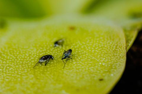 Fleischfressende Pflanzen? Das hilft gegen Fruchtfliegen