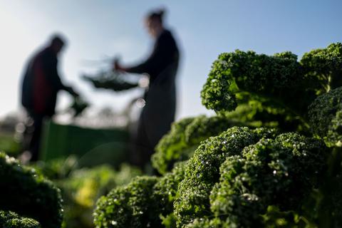 Grünkohl-Pflanzen schmecken nach dem ersten Frost zwar weniger bitter, aber man muss nicht unbedingt auf Frost warten. Er ist auch schon zuvor schmackhaft. © Peter Steffen/dpa/dpa-tmn