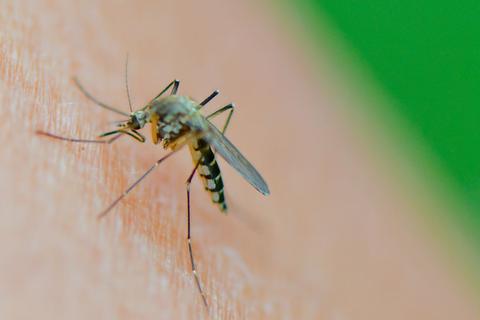 Eine Mücke der Art Aedes vexans saugt Blut aus dem Arm einer Frau.
