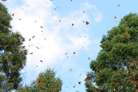 Kein Laub – Schmetterlinge! Zu Hunderten fliegen die Monarchfalter zwischen den Bäumen auf dem Cerro Pelón in der mexikanischen Sierra Nevada hindurch.Foto: Oliver Kauer-Berk  Foto: Oliver Kauer-Berk