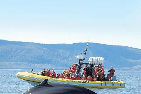 Näher als mit den wendigen Zodiac-Booten kann man Walen auf dem Sankt Lorenz nicht kommen. Foto: Quebec Maritimes