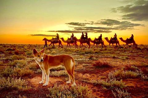 Kamele wurden seit den 1840er Jahren als Lastentiere nach Australien gebracht. Inzwischen gelten sie mancherorts als Plage. © Petah Devine/Silverton Outback Camels/dpa