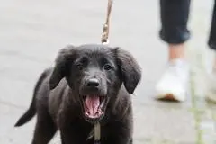Bei einem 10 Wochen alten Hund sollte der Besitzer nicht darauf vertrauen, dass er bei fremden erwachsenen Hunden Welpenschutz genießt und sich alles herausnehmen darf.