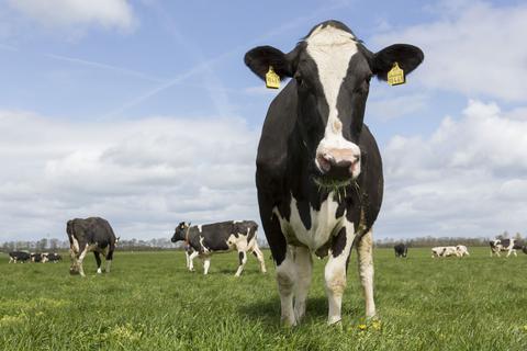 Aldi und Lidl wollen von 2024 an nur noch Trinkmilch von Kühen verkaufen, die zumindest zeitweise Zugang zu frischer Luft haben.